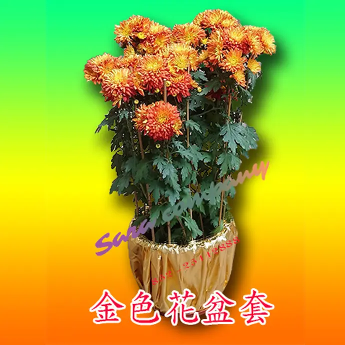金色花盆套.webp