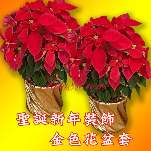 金色花盆套